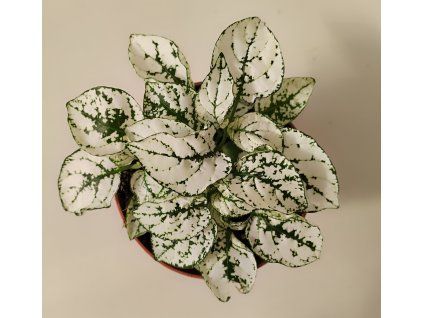 Hypoestes phyllostachya (zeleno bílá)