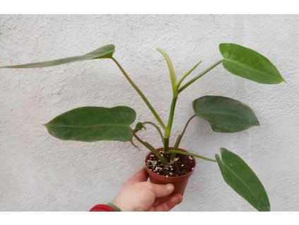 Philodendron 'Emerald'
