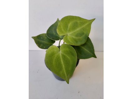 Anthurium clarinervium