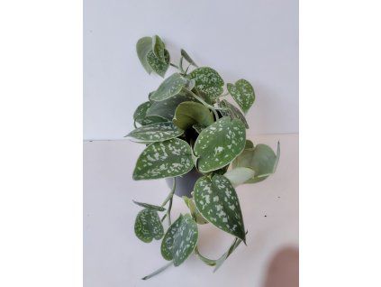 Scindapsus pictus 'Argyraeus'