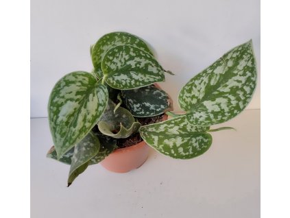 Scindapsus pictus 'Argyraeus'