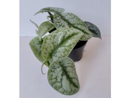 Scindapsus pictus 'Trebie'