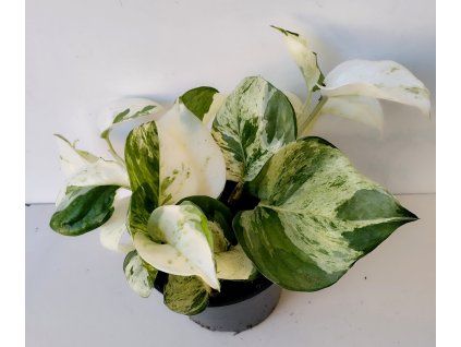 Epipremnum pinnatum 'Happy Leaf'