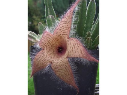 Stapelia gigantea