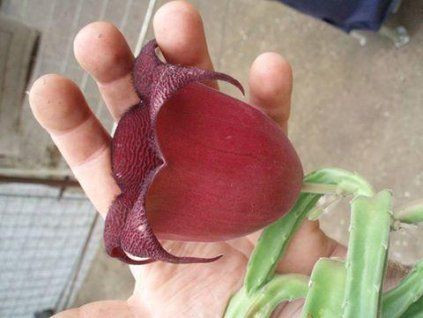 Stapelia leendertziae