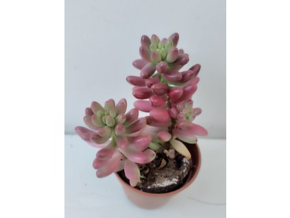 Sedum rubrotinctum 'Aurora Pink'