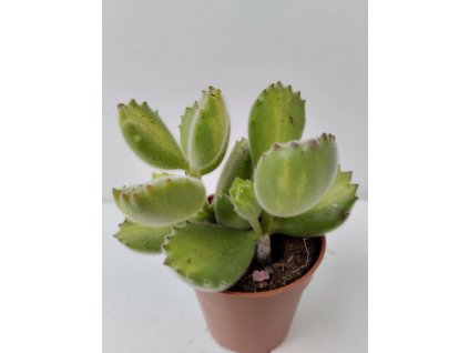 Cotyledon ladysmithensis cv. 'After Shock'