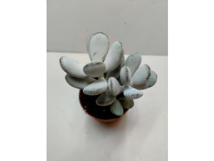 Cotyledon orbiculata var. higginsiae
