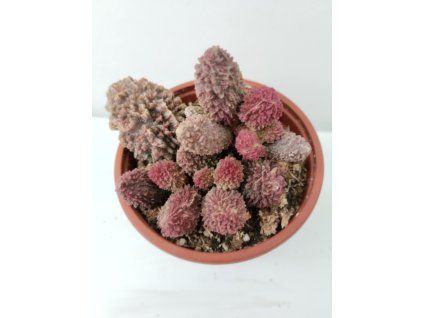 Adromischus marianae 'Pink Coral'