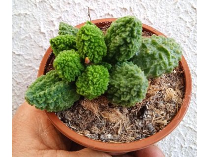 Adromischus marianae 'Lima Drops'
