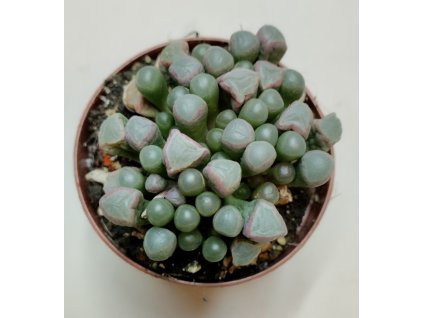 Fenestraria aurantiaca