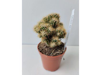 Cereus peruvianus 'Golden Monstrosus'