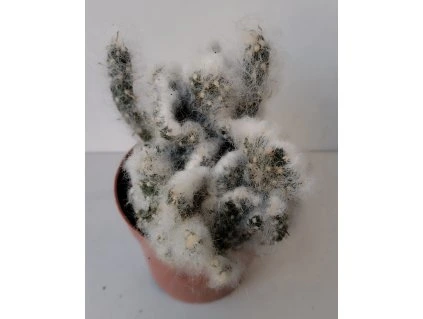 Opuntia vestita - kristáta