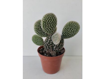 Opuntia microdasys v. albispina