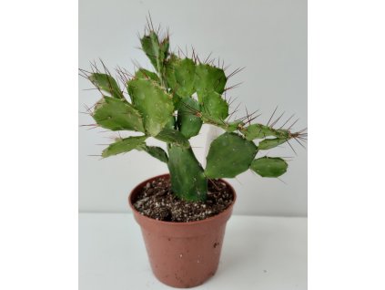 Opuntia brasiliensis