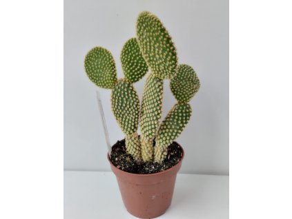 Opuntia microdasys