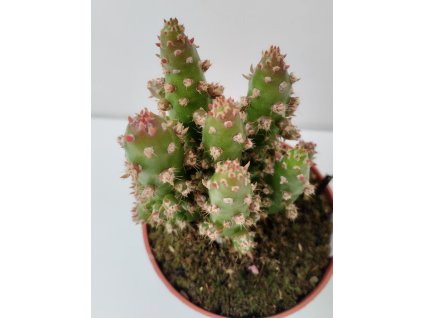 Opuntia monacantha 'monstrosa'