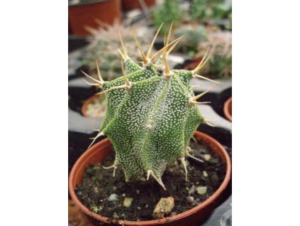 Astrophytum ornatum