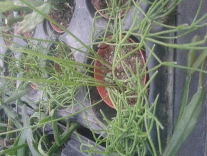 Rhipsalis cassutha