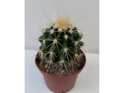 Echinocactus grusonii