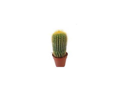 Eriocactus leninghausii