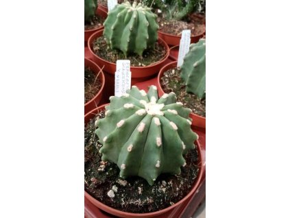 Ferocactus glaucescens f. inermis