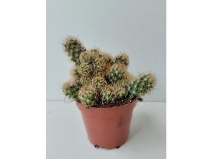 Mammillaria elongata 'Gold'