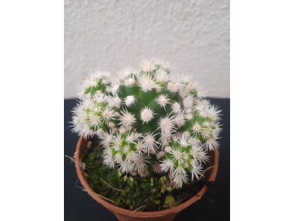 Mammillaria gracilis v. fragilis f. monstrosa 'Arizona Snowcap'