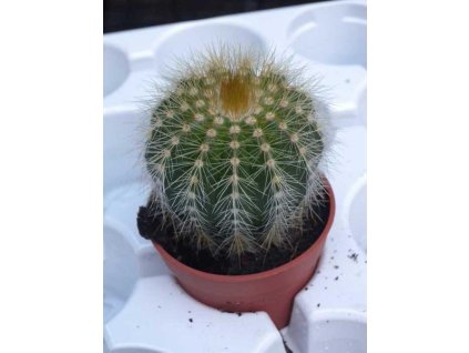 Eriocactus magnificus