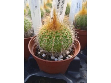 Eriocactus warasii