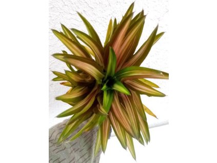 Neoregelia 'Burnsie's Spiral'