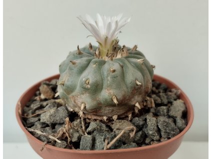 Lophophora williamsii