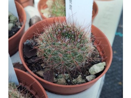 Notocactus schlosserii