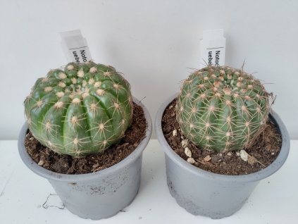 Notocactus uebelmannianus (větší)