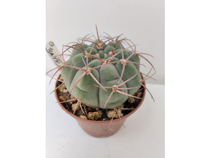 Gymnocalycium bayrianum