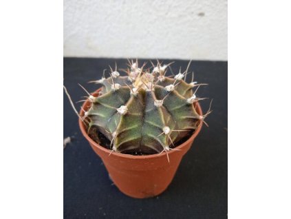 Gymnocalycium mihanovichii