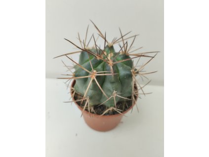 Gymnocalycium michoga