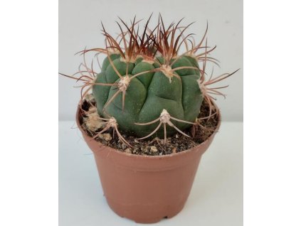 Gymnocalycium saglione