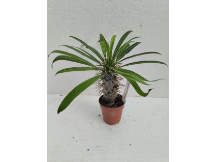 Pachypodium lamerei