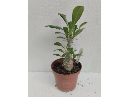 Pachypodium saundersii