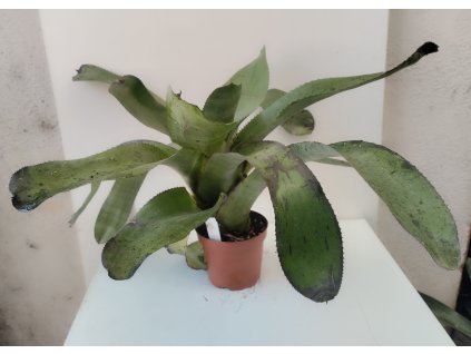 Neoregelia concentrica