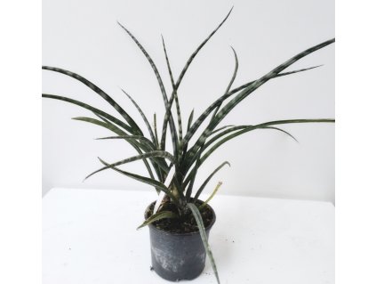 Sansevieria 'Fernwood'