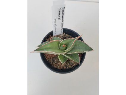 Sansevieria ehrenbergii 'Samurai'