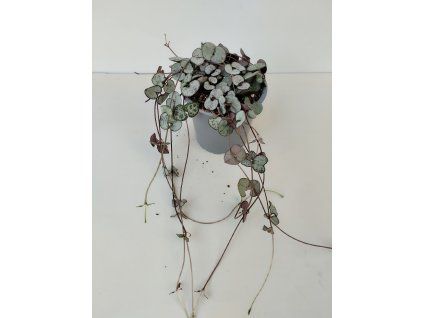 Ceropegia woodii
