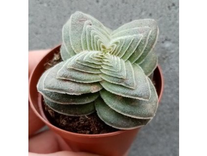 Crassula capitella v. turrita