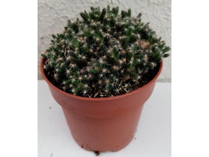 Trichodiadema densum