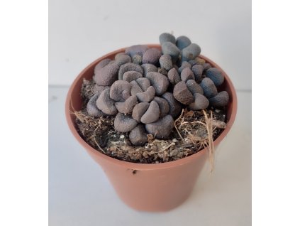 Aloinopsis schooneesii