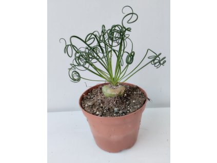 Albuca spiralis
