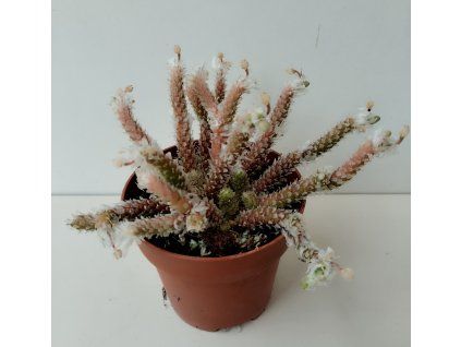 Avonia recurvata