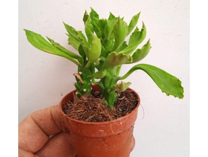 Monadenium stapelioides
